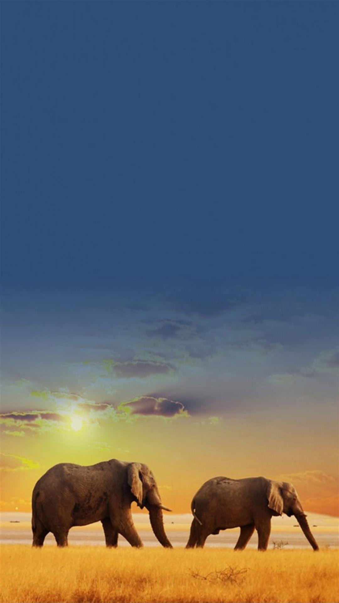 1080x1920 Elephant Wallpaper