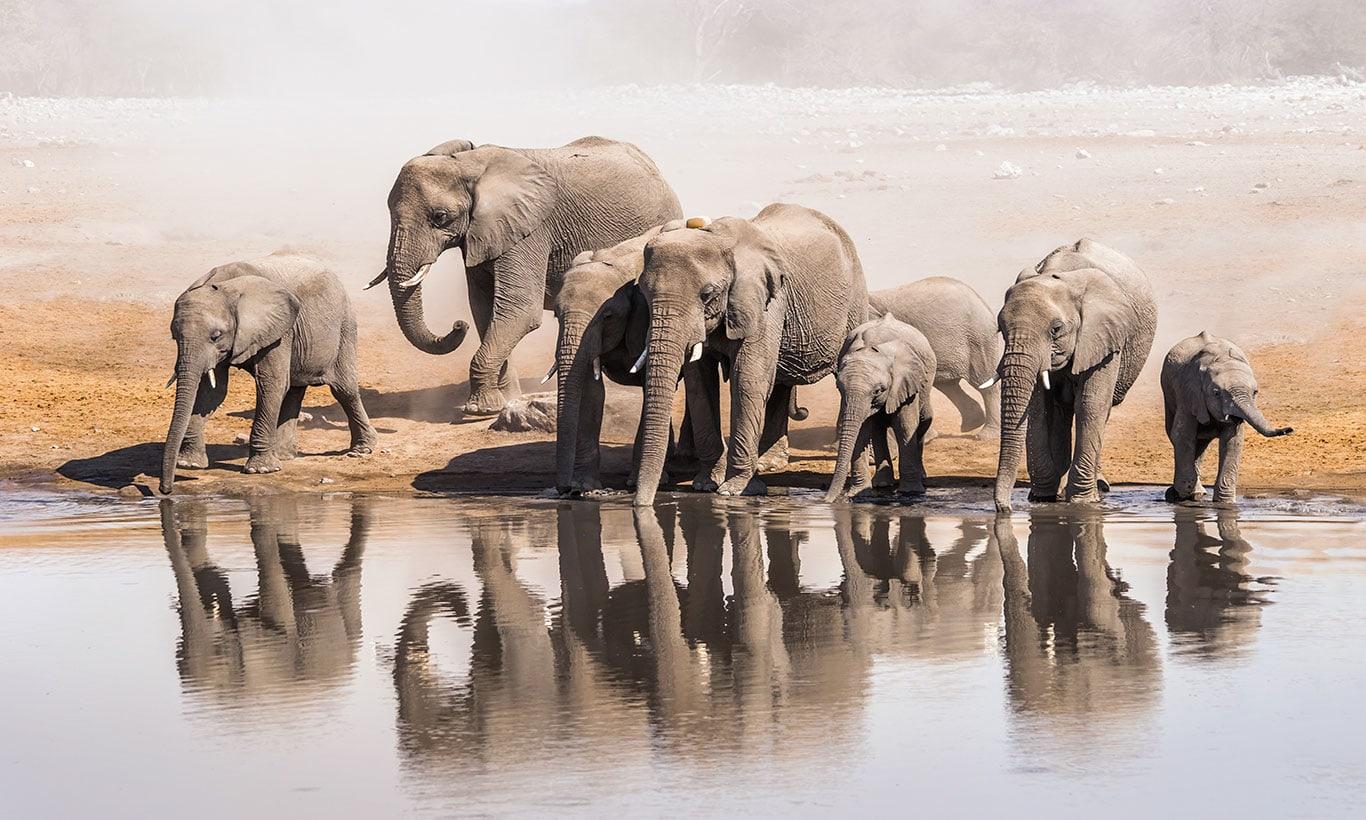 1366x820 Elephants at the Water Hole Wallpaper Mural