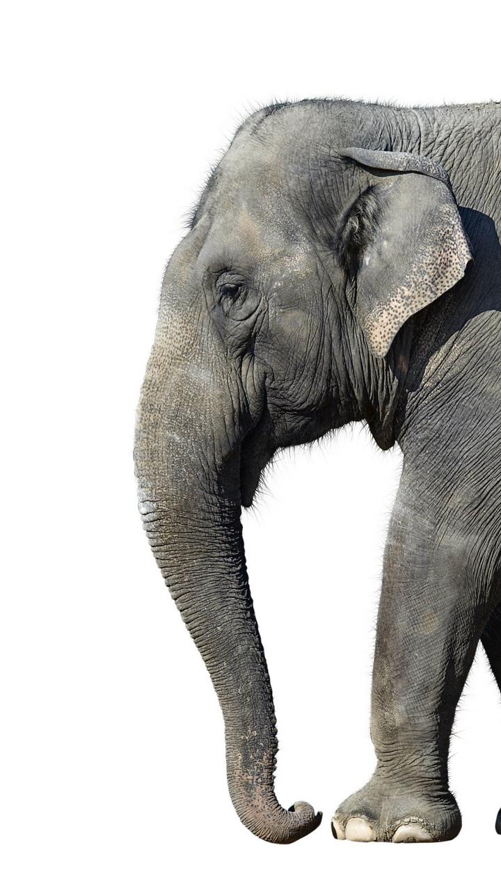 720x1280 Free download Download wallpaper 720x1280 elephant white background large [720x1280] for your Desktop, Mobile & Tablet. Explore White Elephant Wallpaper. White Elephant Wallpaper, Elephant Wallpaper, African Elephant Wallpaper