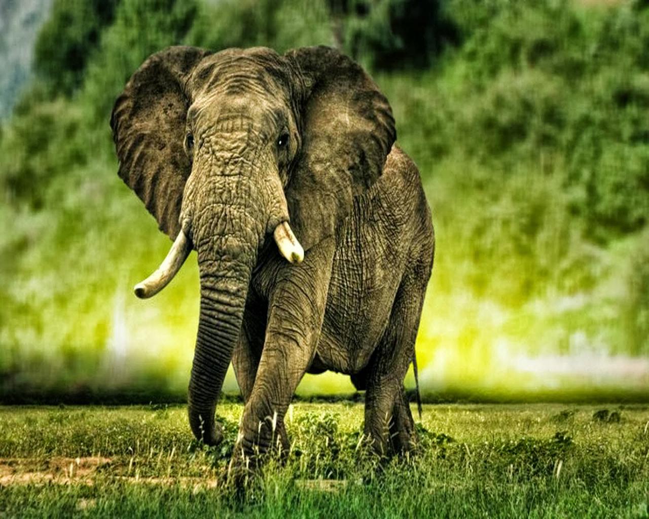 1280x1024 Elephant HD Wallpaper Free Download