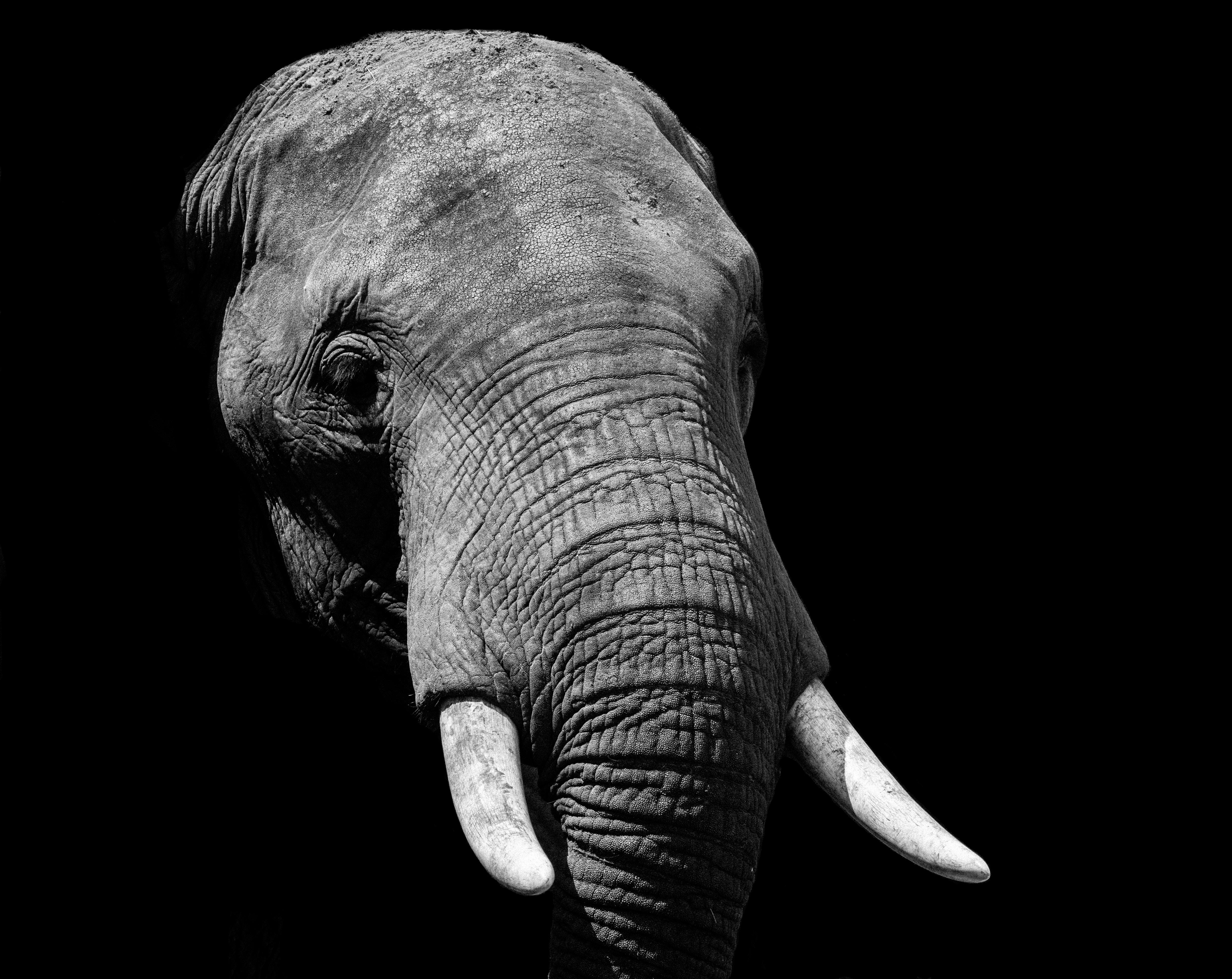 4854x3859 4854x3859 #black background, #elephant, #shadow, #wildlife, #animal, #elephant face, #monochrome, #wild animal, #tusk, #portrait, #elefante, #black and white, #Free , #eye. Mocah HD Wallpaper