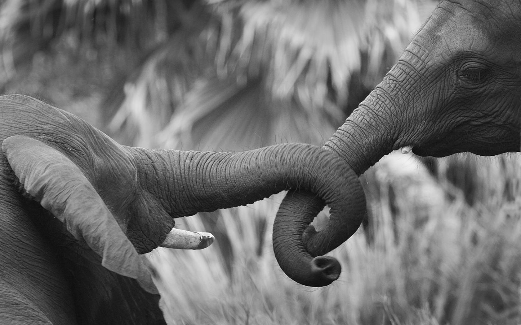 1680x1050 Elephant Wallpaper Quotes. QuotesGram