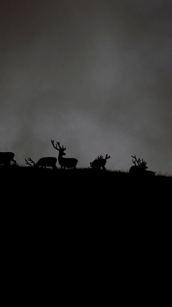720x1280 Deer, animals, dark, sunset, silhouette, 720x1280 wallpaper. Animals silhouette, Natural wallpaper, Wallpaper