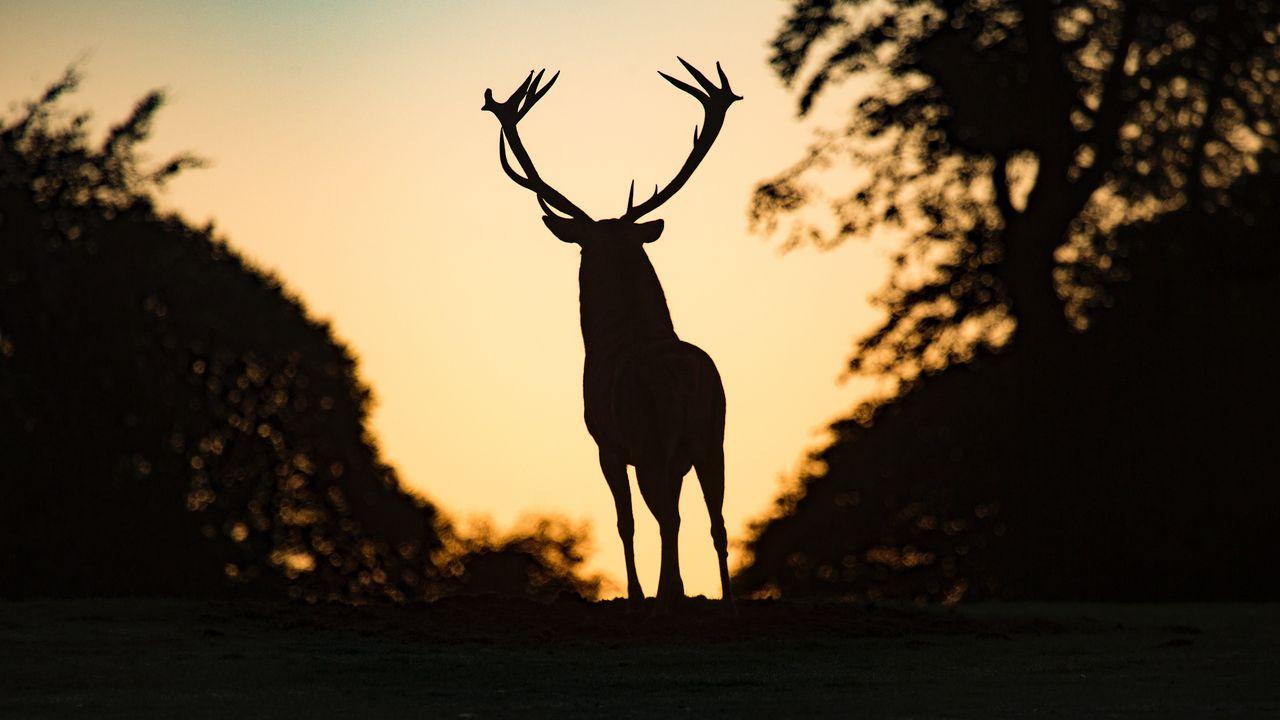 1280x720 Wallpaper silhouette animal deer dark