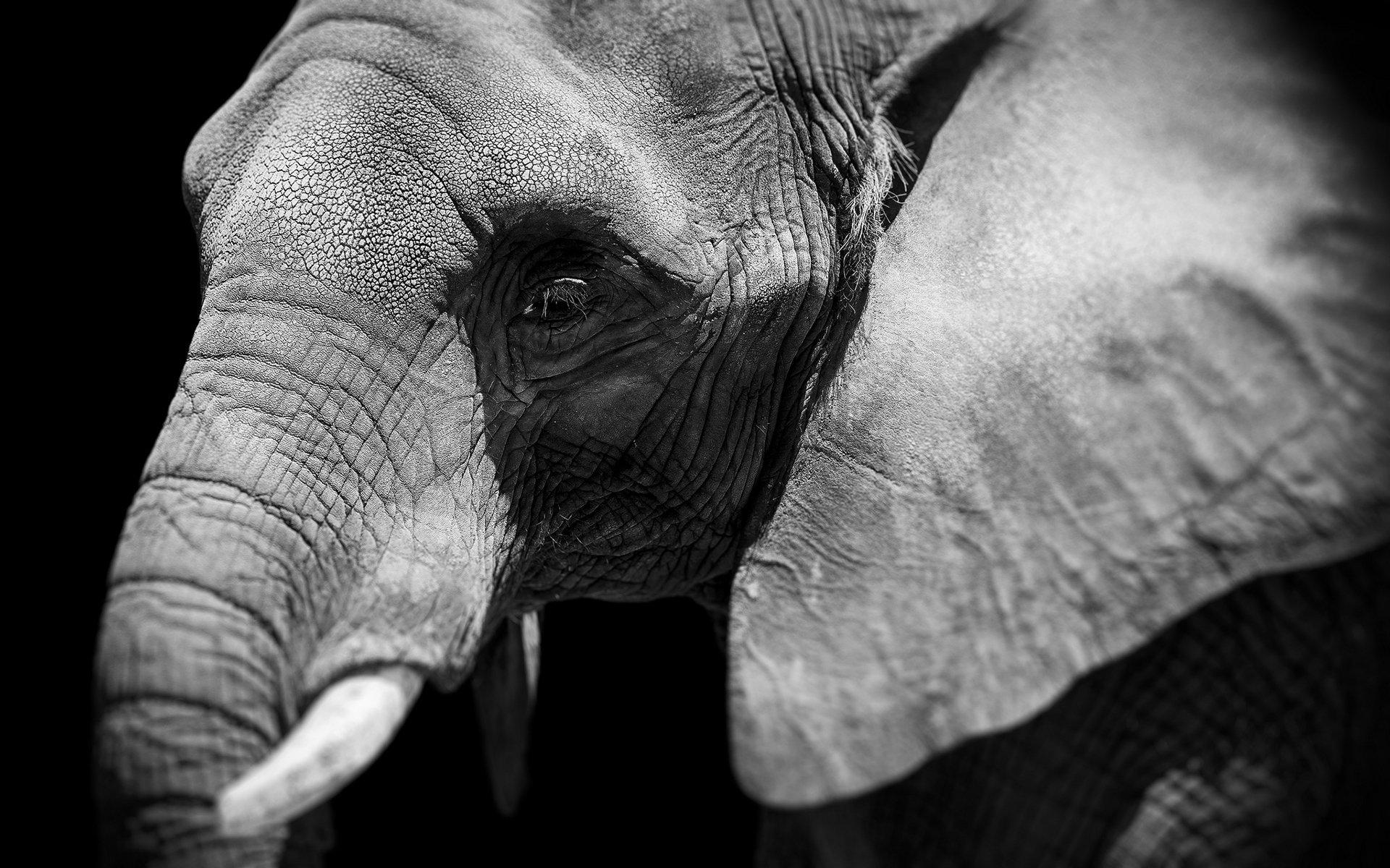 Elephant Print Wallpapers - Top Free Elephant Print Backgrounds ...