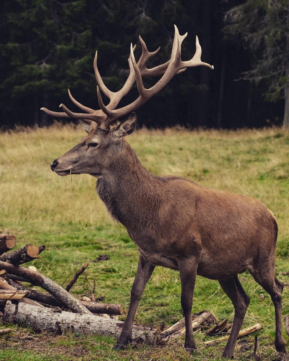 1000x1250 Deer Wallpaper: Free HD Download [HQ]