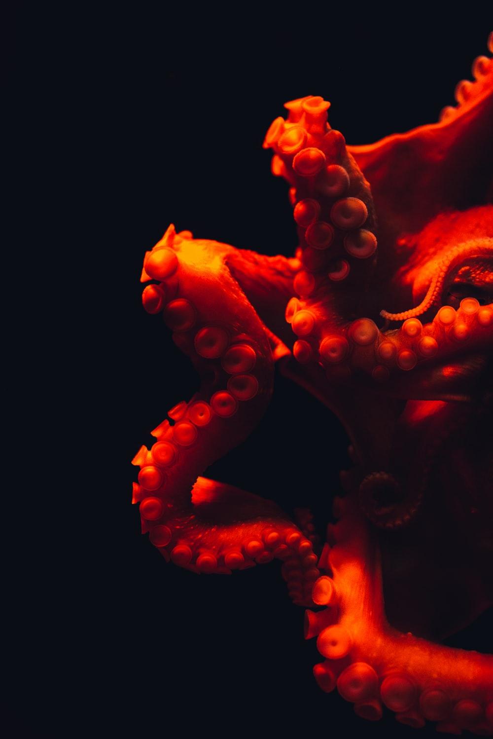 Octopus Art Wallpapers - Top Free Octopus Art Backgrounds - WallpaperAccess