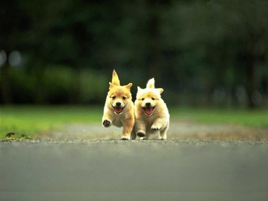 Dog iPad Wallpapers Top Free Dog iPad Backgrounds WallpaperAccess