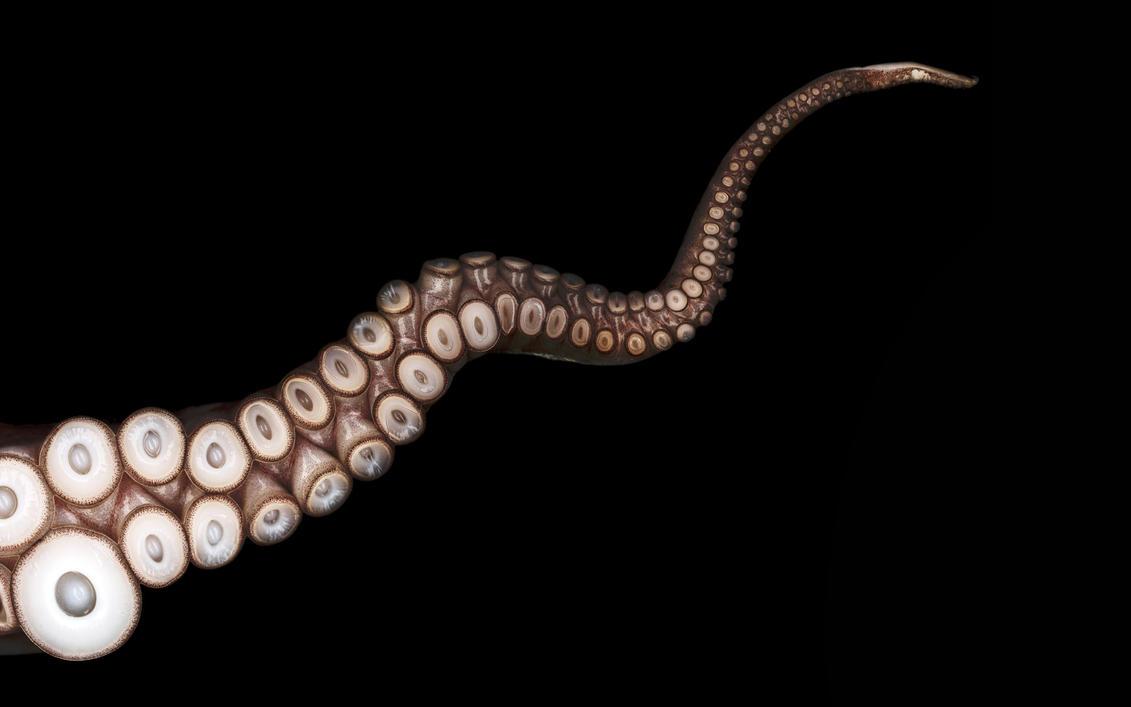 1131x707 Art Wallpaper: Black Octopus Sea HD Wallpaper