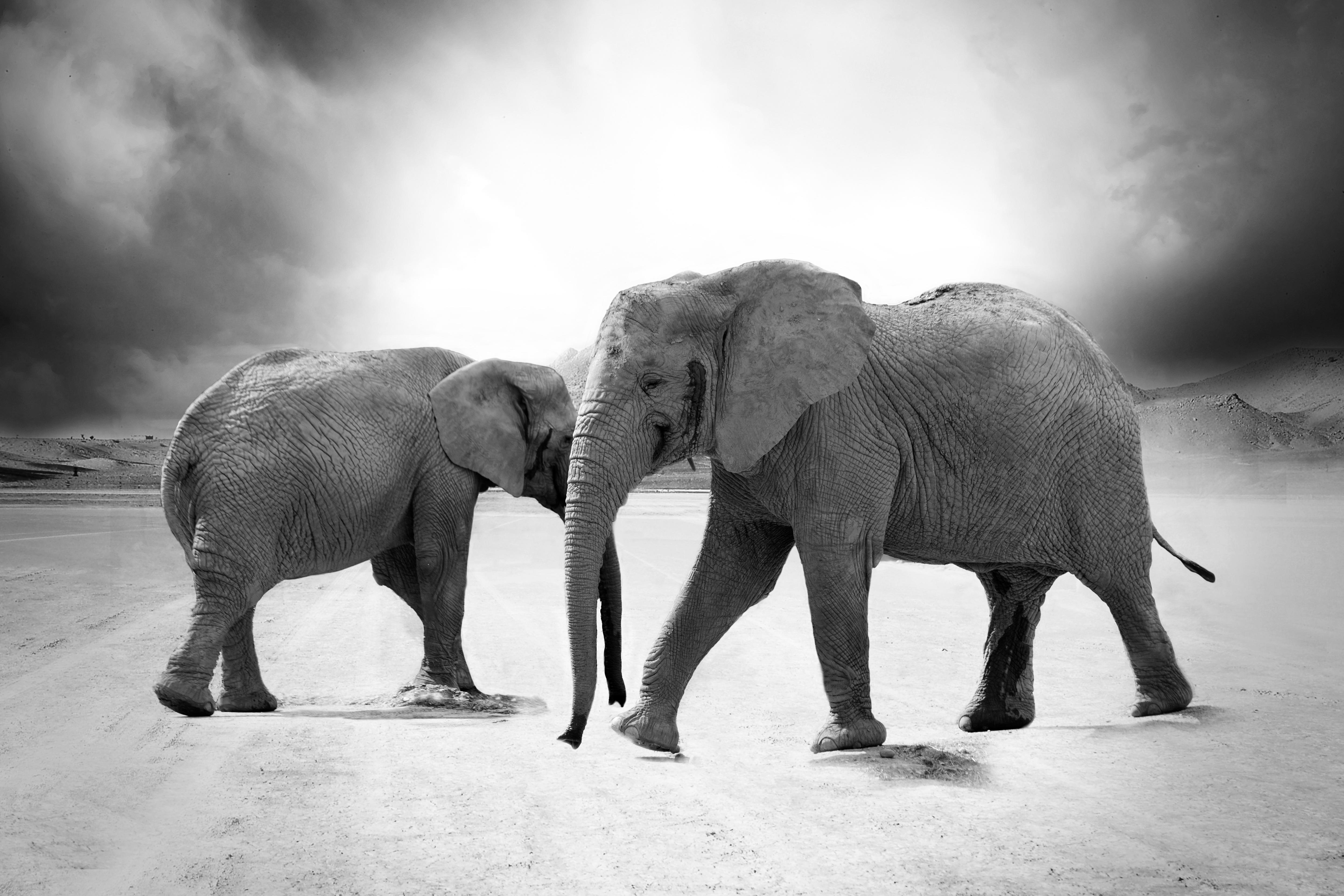 4992x3328 Black Amp White Elephant Wildlife Wallpaper:4992x3328