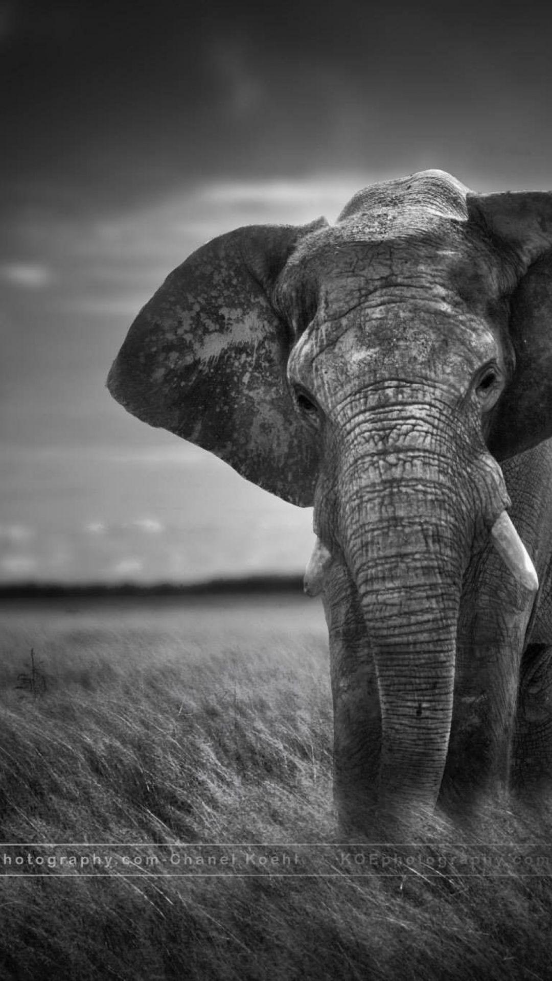 1080x1920 Elephant iPhone Wallpaper Desktop Wallpaper iPhone X Background