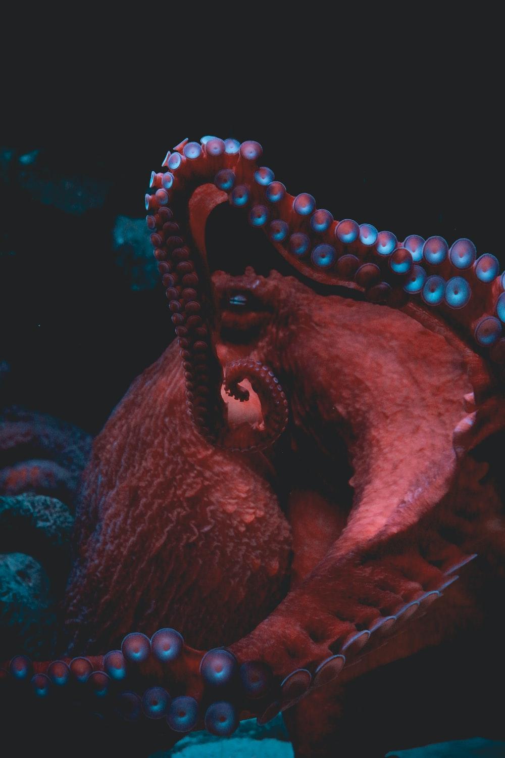1000x1500 Octopus Picture [HD]. Download Free Image
