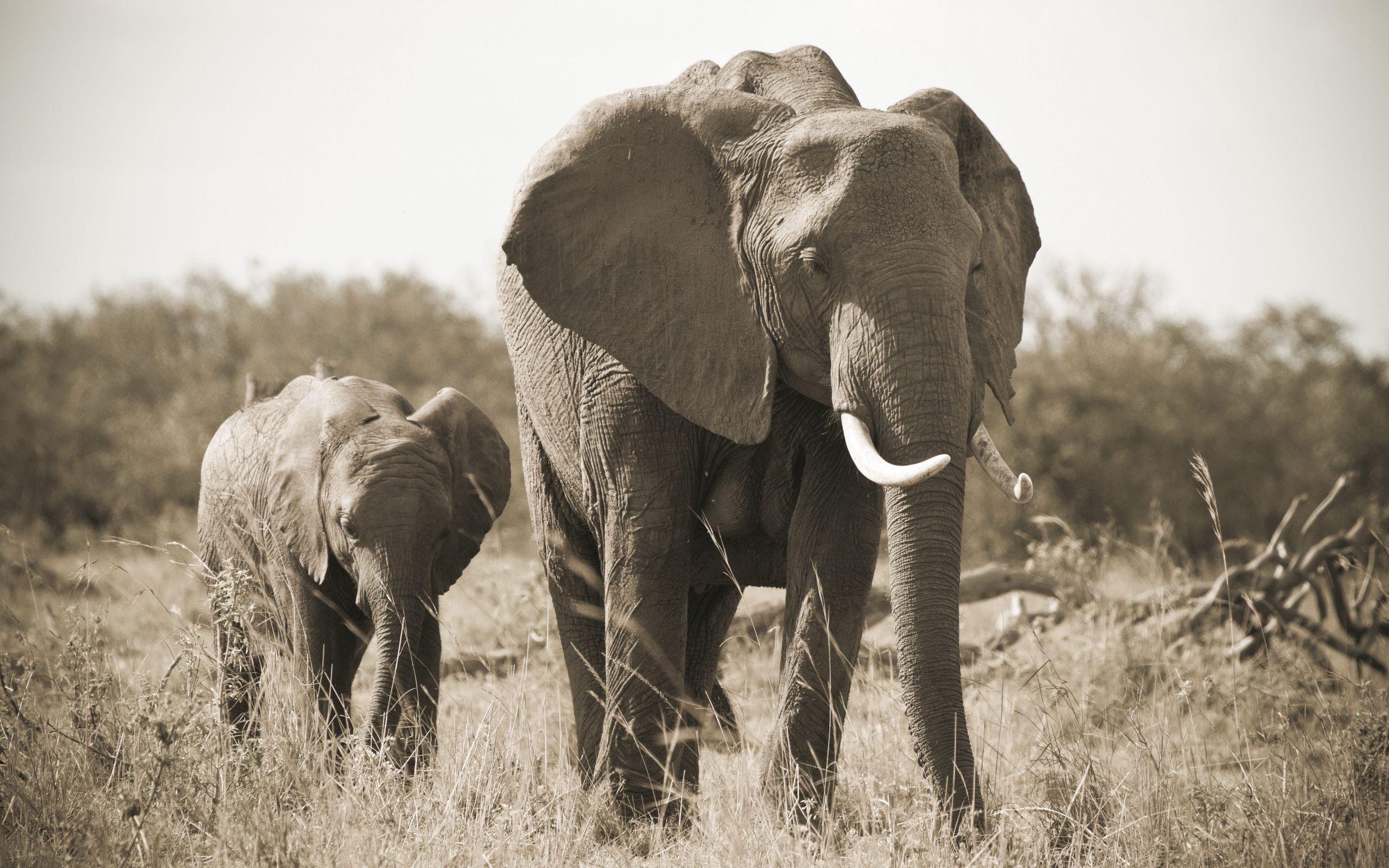 2560x1600 Download wallpaper 2560x1600 elephant, nature, black and white, tusks widescreen 16:10 HD background