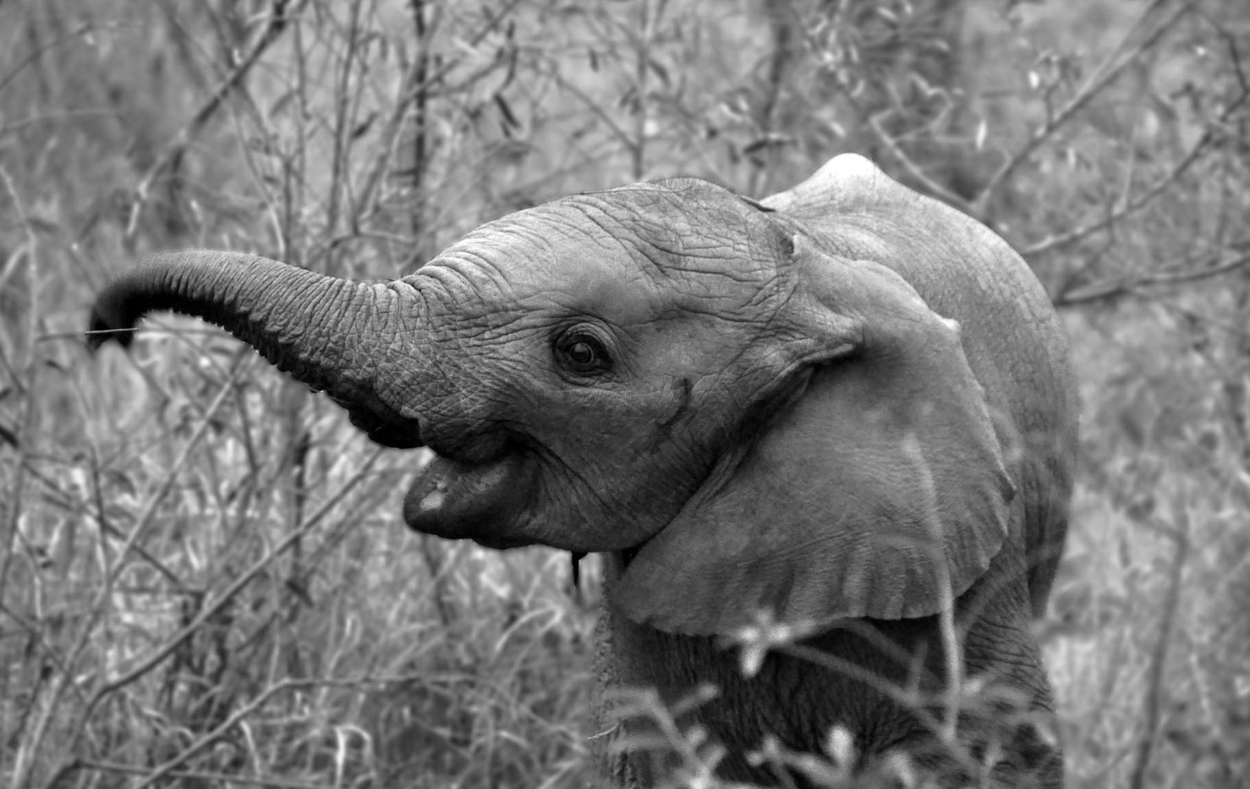 1825x1152 Black And White Wallpaper Elephant