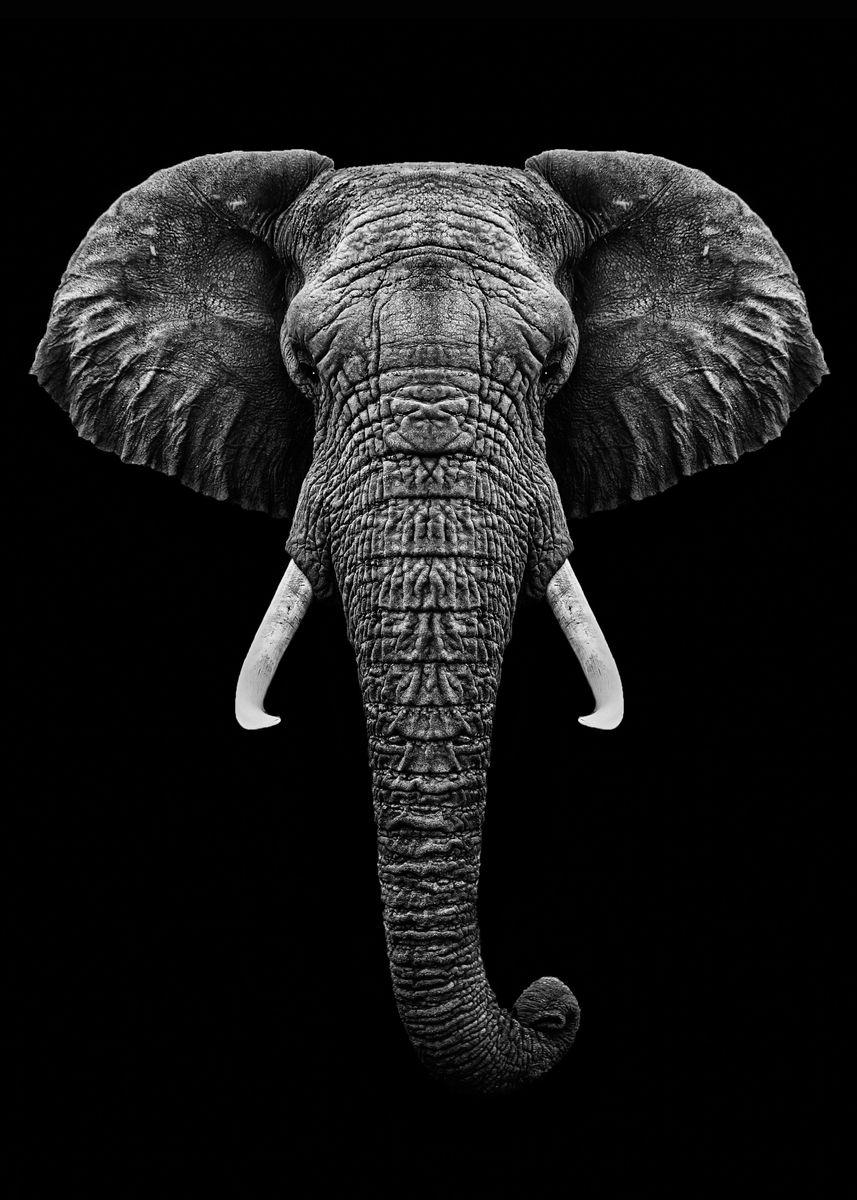 857x1200 Elephant head with horns' Poster