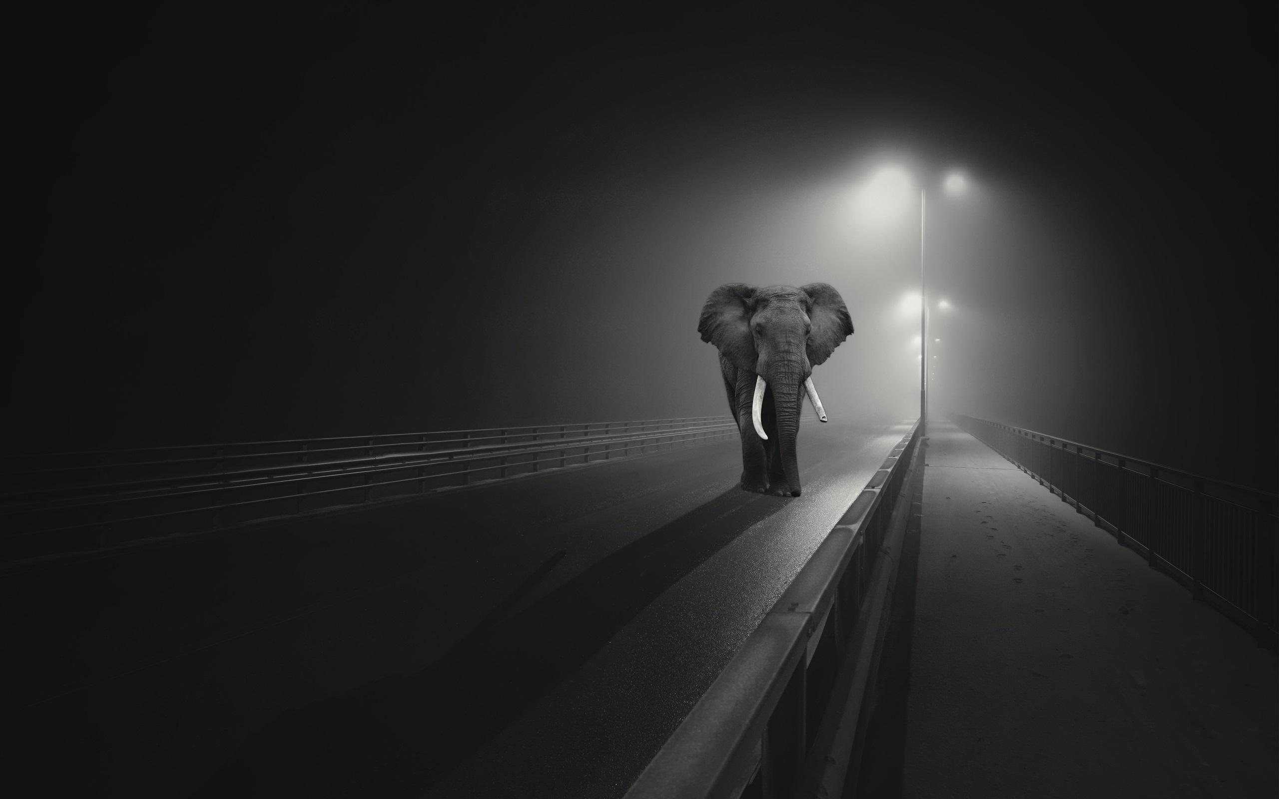 2560x1600 Wallpaper Elephant walk on the bridge, night, lights, black and white picture 2560x1600 HD Picture, Image