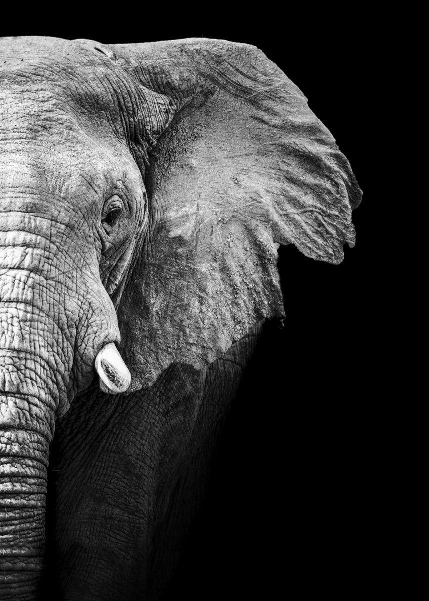 857x1200 Wild Elephant head ' Poster by MK studio. Displate. Elephant painting, Elephant background, Elephant face