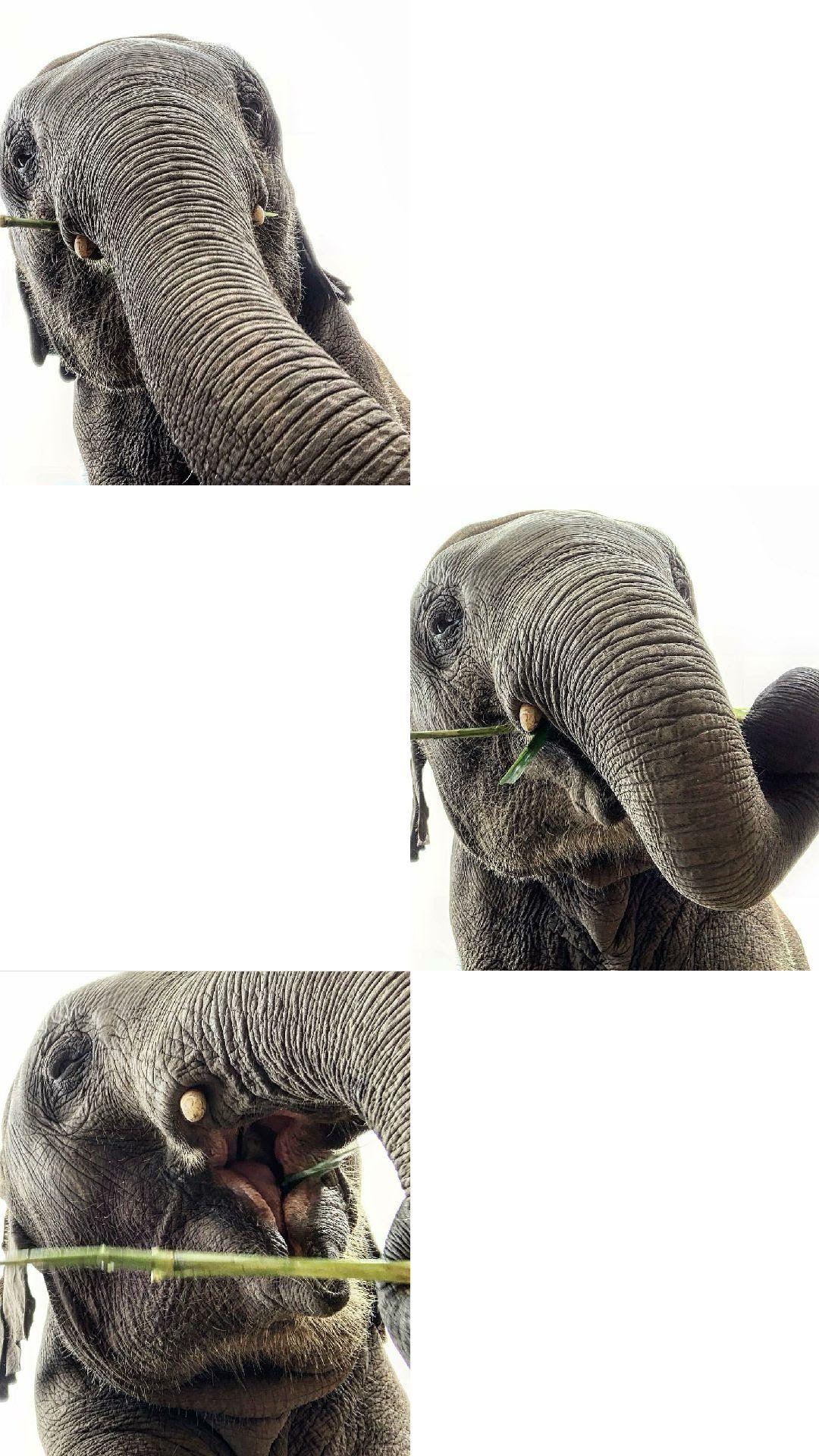 1080x1920 elephants