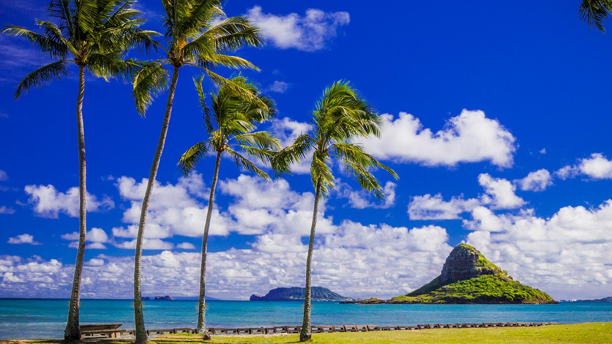 2560x1440 Photos Nature USA Clouds Sky Hawaii Tropics Coast palm 2560x1440