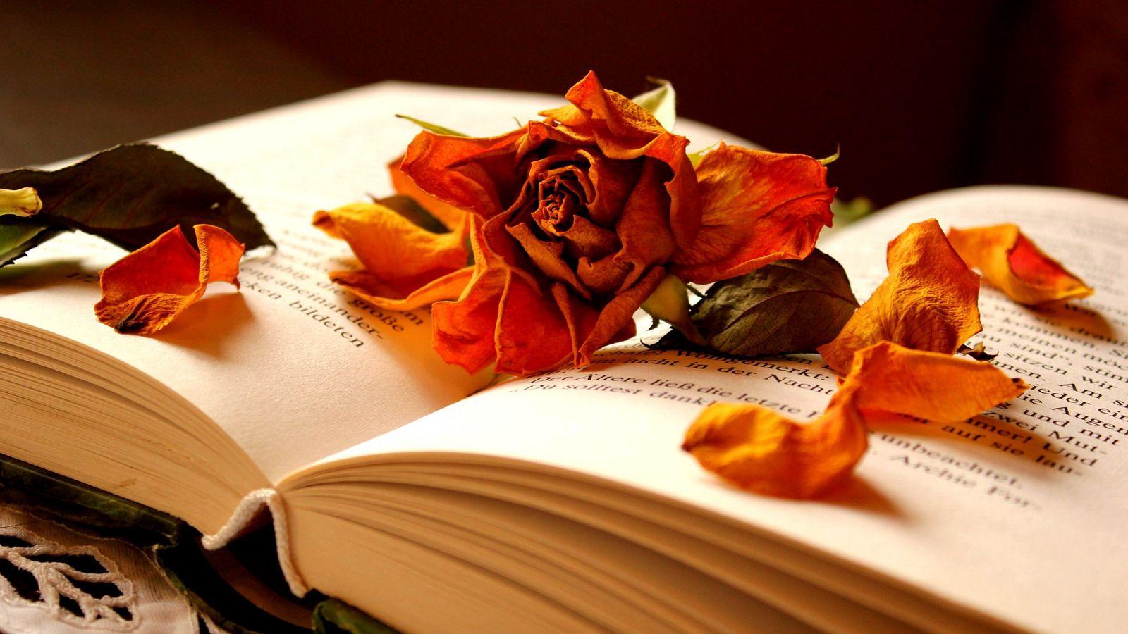 1600x900 Download wallpaper 1600x900 book, flower, rose, dry, petals widescreen 16:9 HD background