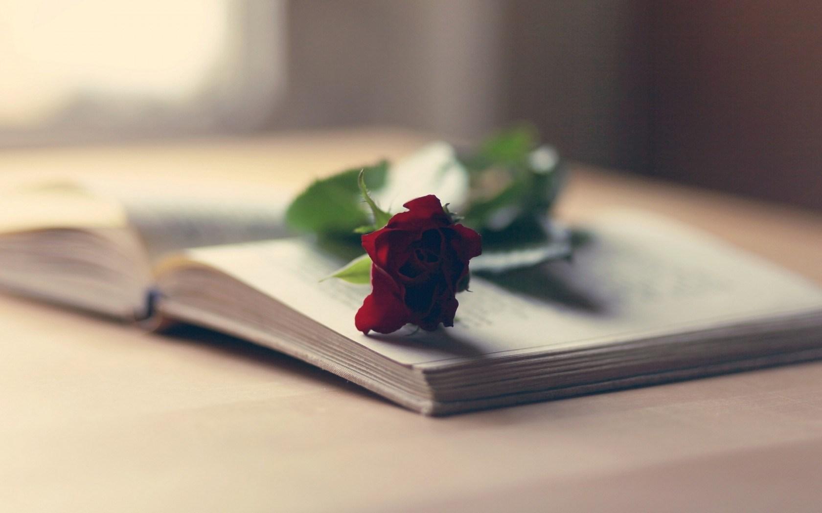 1680x1050 Mood Book Flower Red Rose wallpaperx1050