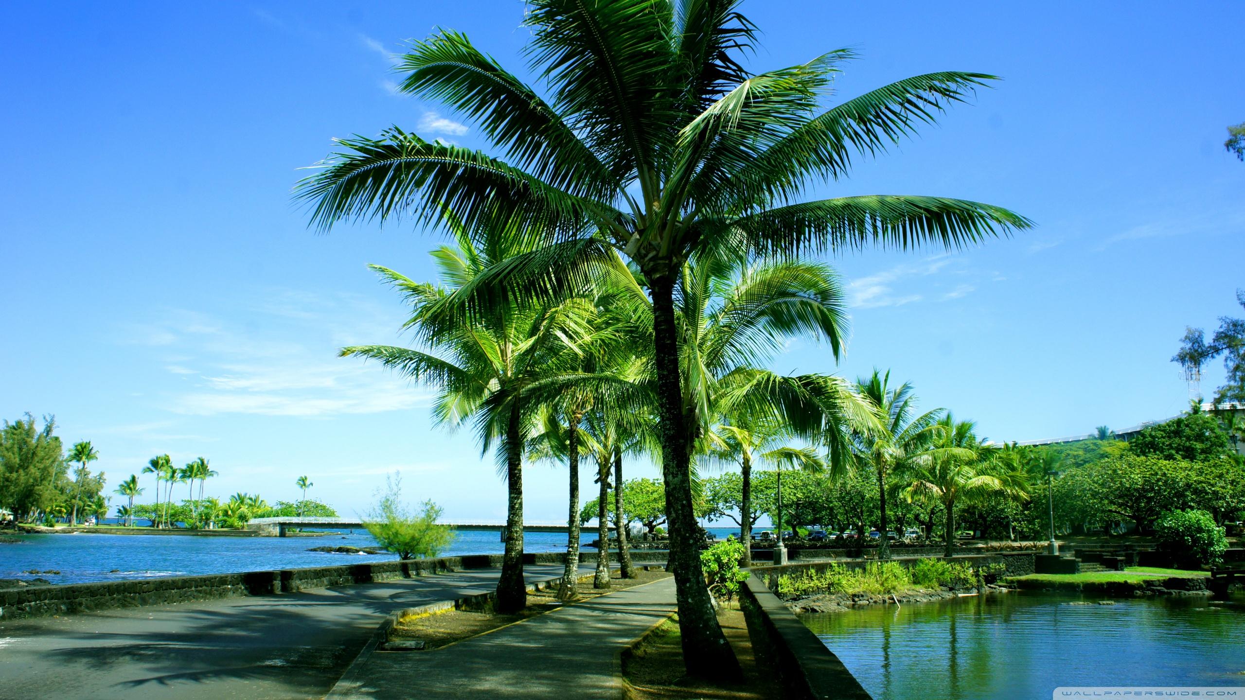 2560x1440 Hawai Ultra HD Desktop Background Wallpaper for : Widescreen & UltraWide Desktop & Laptop : Multi Display, Dual Monitor : Tablet