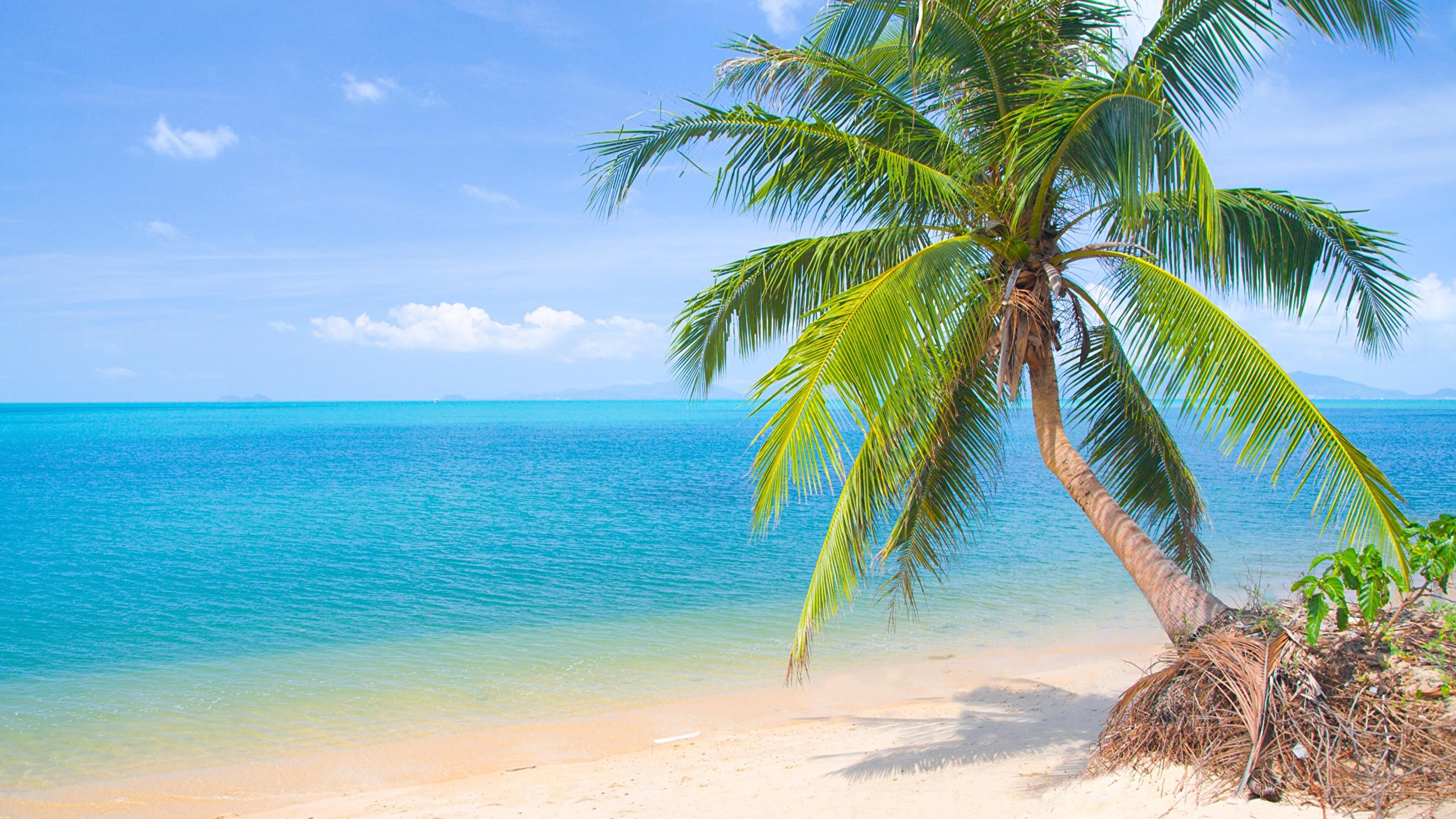 2560x1440 Photo Beach Sea Nature Palms Horizon Trees 2560x1440