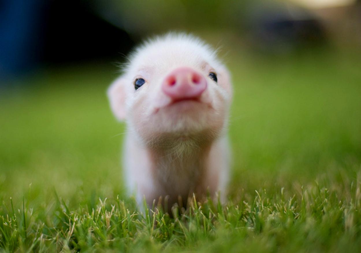 1250x875 Free download Cute Animal Wallpaper for Desktop [1250x875] for your Desktop, Mobile & Tablet. Explore Kawaii Animals Wallpaper. Kawaii Animals Wallpaper, Kawaii Wallpaper, Kawaii Wallpaper