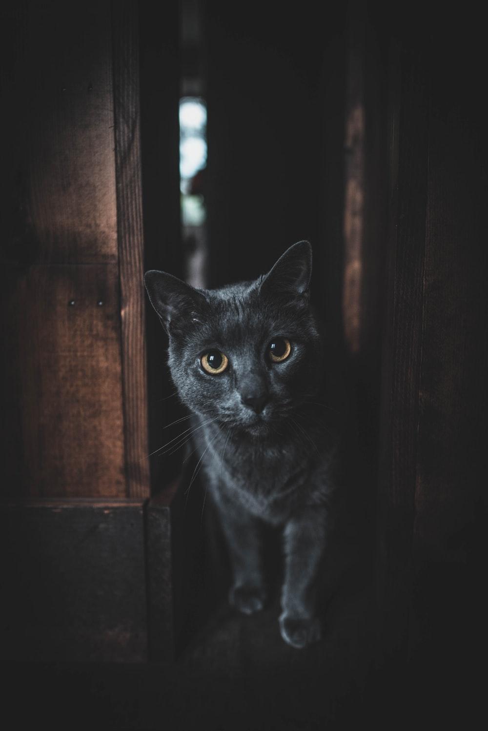 1000x1498 Black Cat Picture. Download Free Image