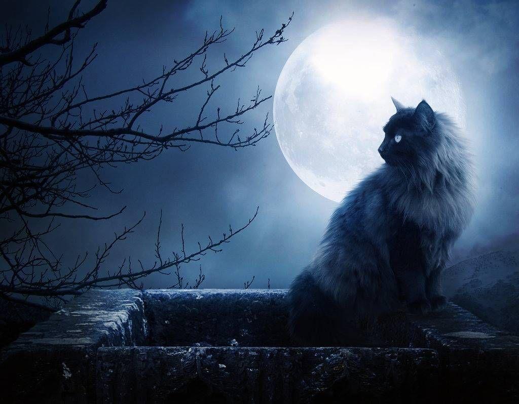 1024x798 Black Cat Moon Wallpaper