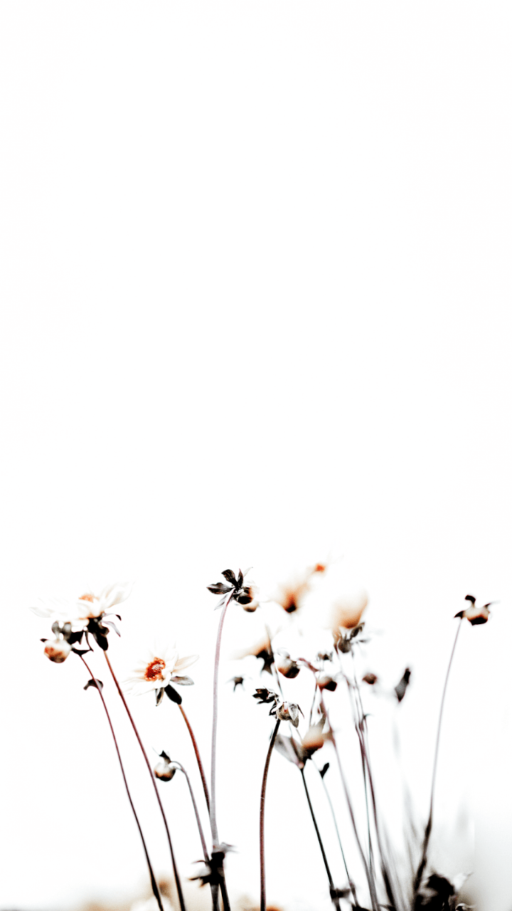 Minimal Flower Wallpapers - Top Free Minimal Flower Backgrounds -  WallpaperAccess