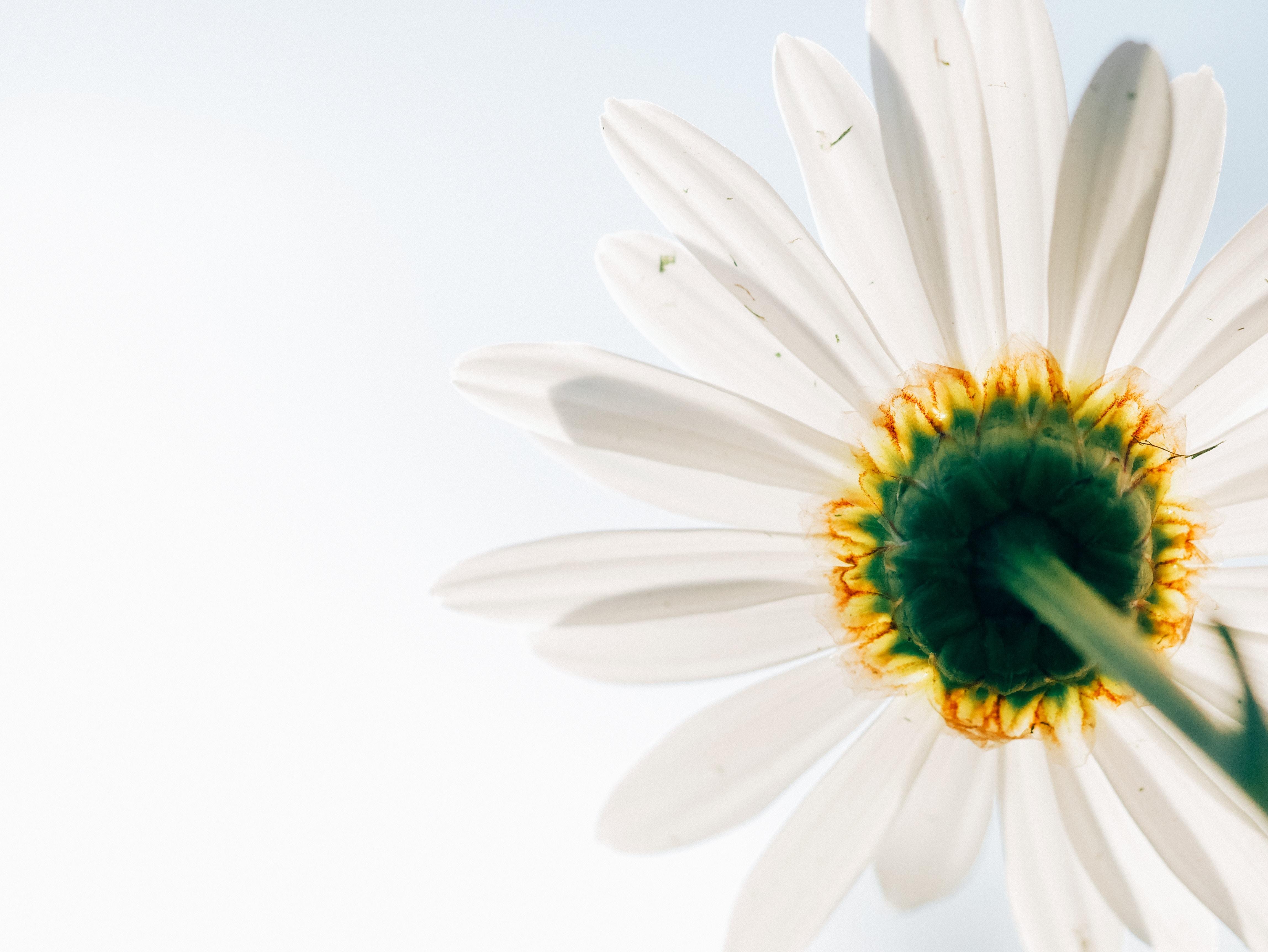4592x3448 4592x3448 minimalist, flower background, flower, wallpaper, perspective, leaf, joy, daisy, calyx, spring, sky, nature, sunlight, hope, floral background, chamomile, flower wallpaper, up, Free image, corona, white flower. Cool wallpaper