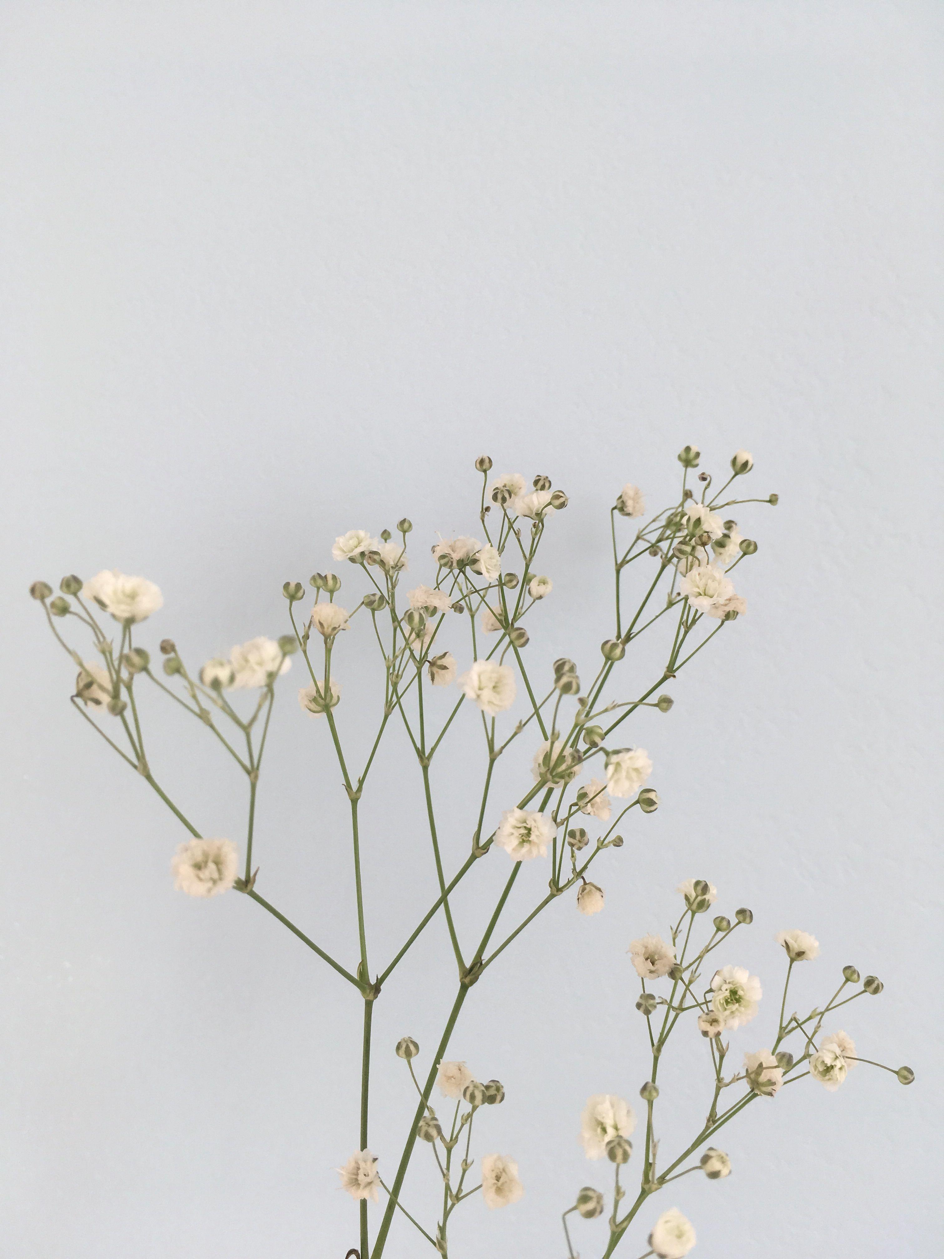 3024x4032 Minimalist Flower Wallpaper iPhone
