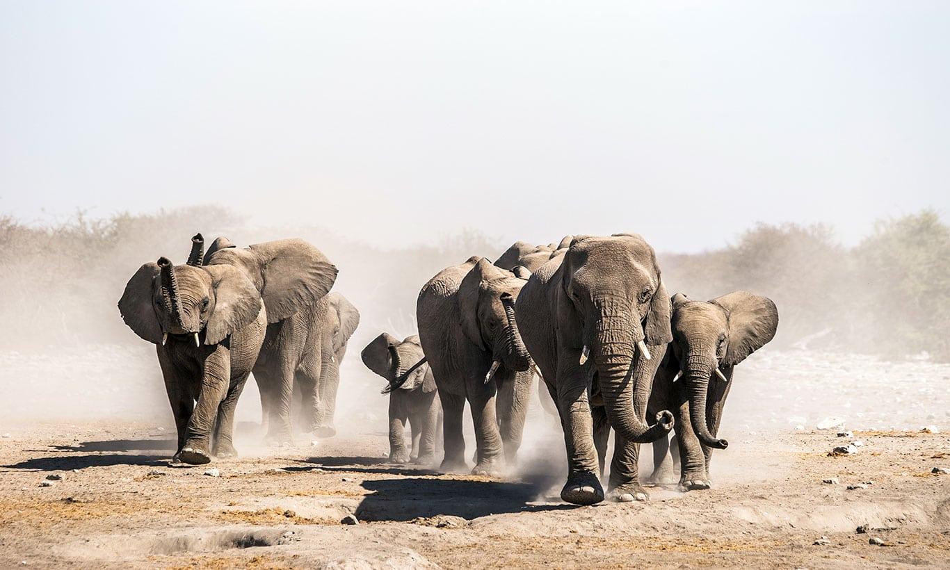 1366x820 Stampeding Elephants Wallpaper Mural