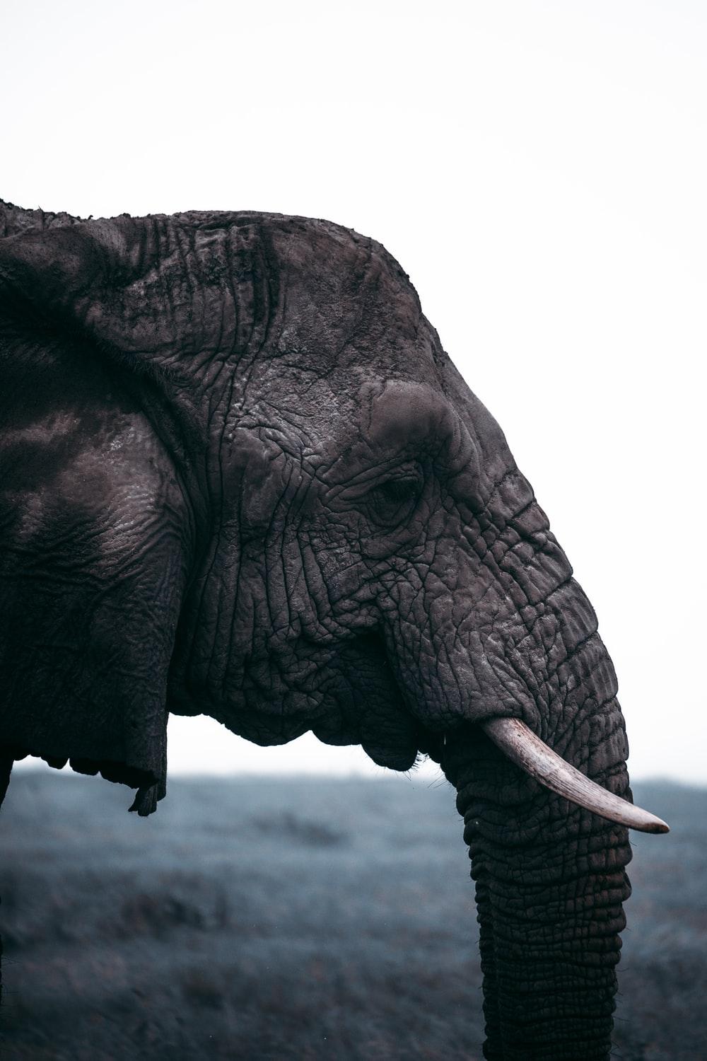 1000x1500 Animal Background Image: Download HD Background