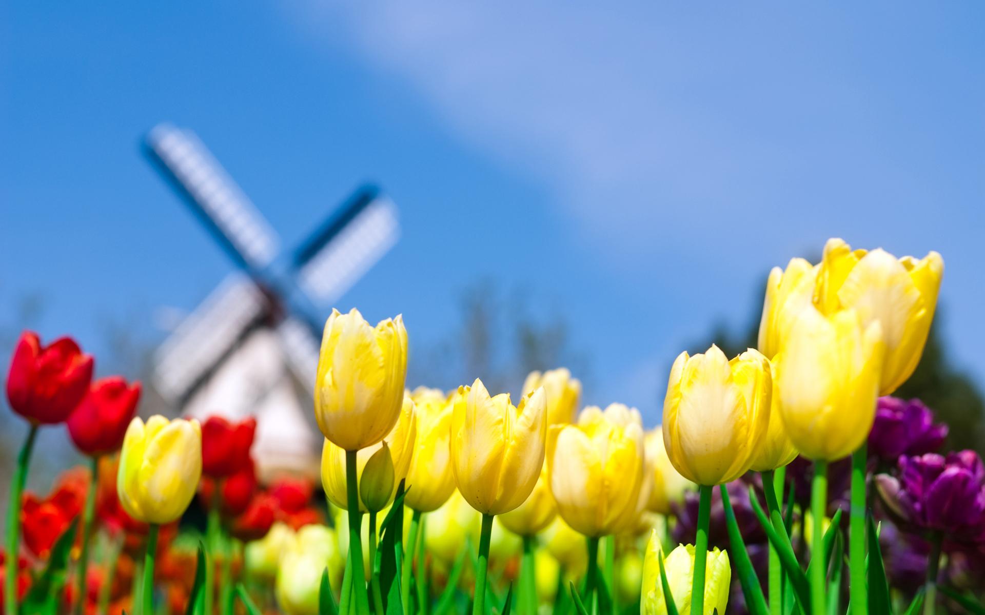 1920x1200 Daily Wallpaper: Tulips in Netherlands. I Like To Waste My Time