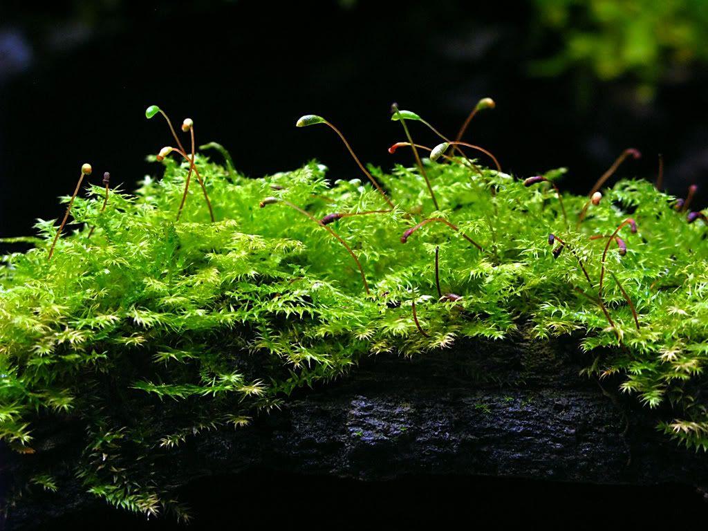 Vivarium Wallpapers Top Free Vivarium Backgrounds WallpaperAccess