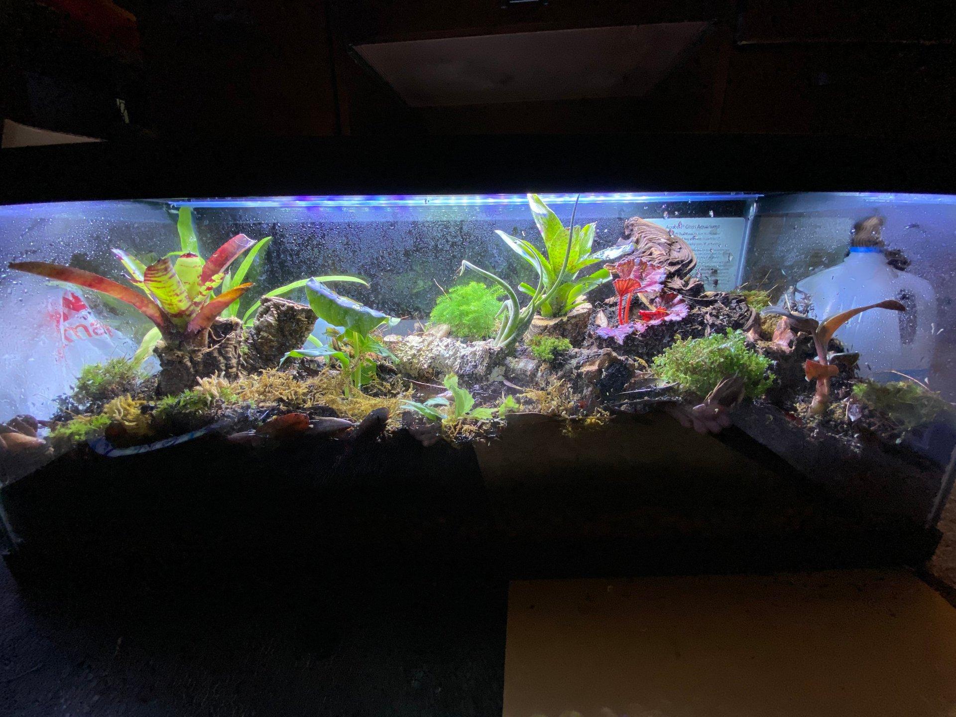 Vivarium Wallpapers Top Free Vivarium Backgrounds WallpaperAccess