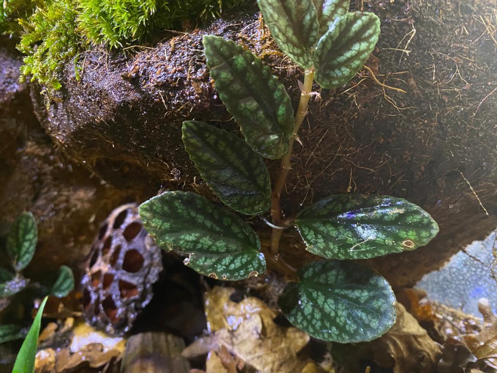 1024x768 VIVARIUM IS DYING IDK WHY please help :( (more in comments): Vivarium