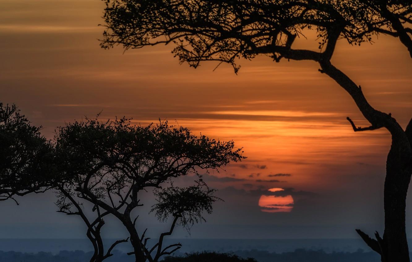 1332x850 Wallpaper the sun, trees, sunset, Africa, Kenya, reserve, Masai Mara image for desktop, section природа