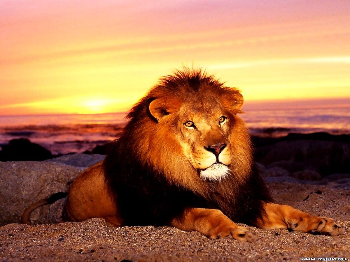 1200x900 Lion, Wildlife, Masai Lion wallpaper. Best Free picture