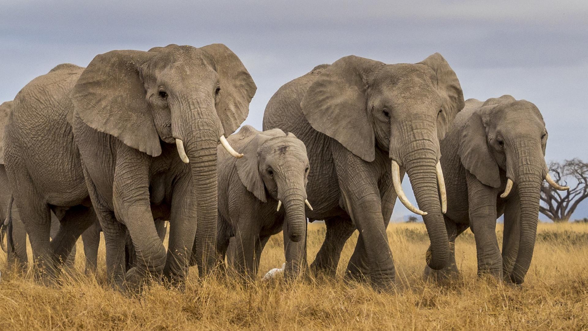 1920x1080 Masai Mara Elephants PS4 Wallpaper