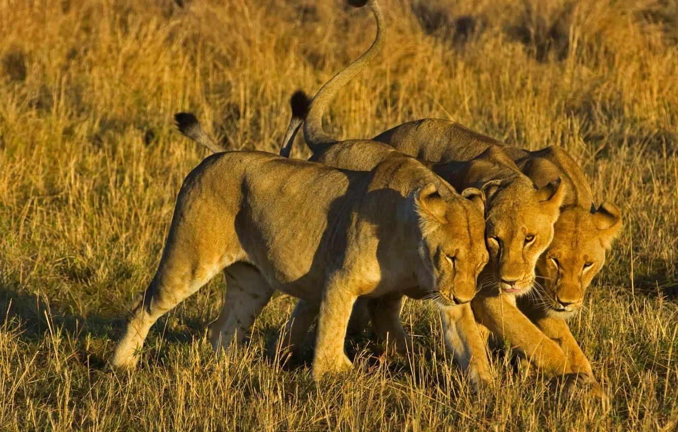 1332x850 Wallpaper Leo, Africa, Kenya, lioness, Masai Mara National Reserve image for desktop, section кошки