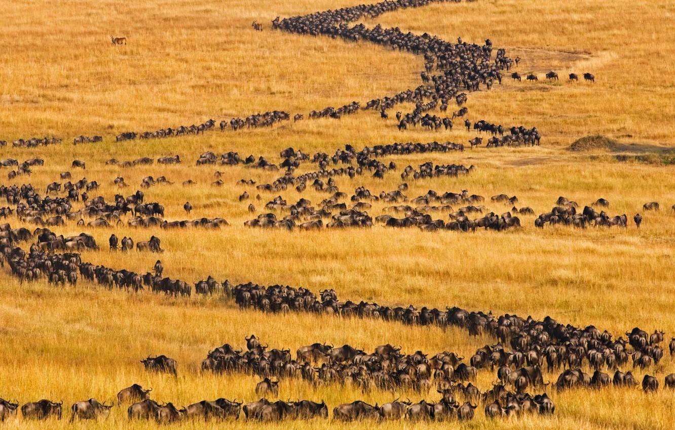 1332x850 Wallpaper Africa, Kenya, antelope, migration, Masai Mara, blue wildebeest image for desktop, section животные