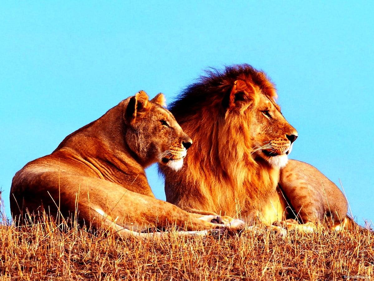 1200x900 Wildlife, Lion, Masai Lion background. TOP Free picture