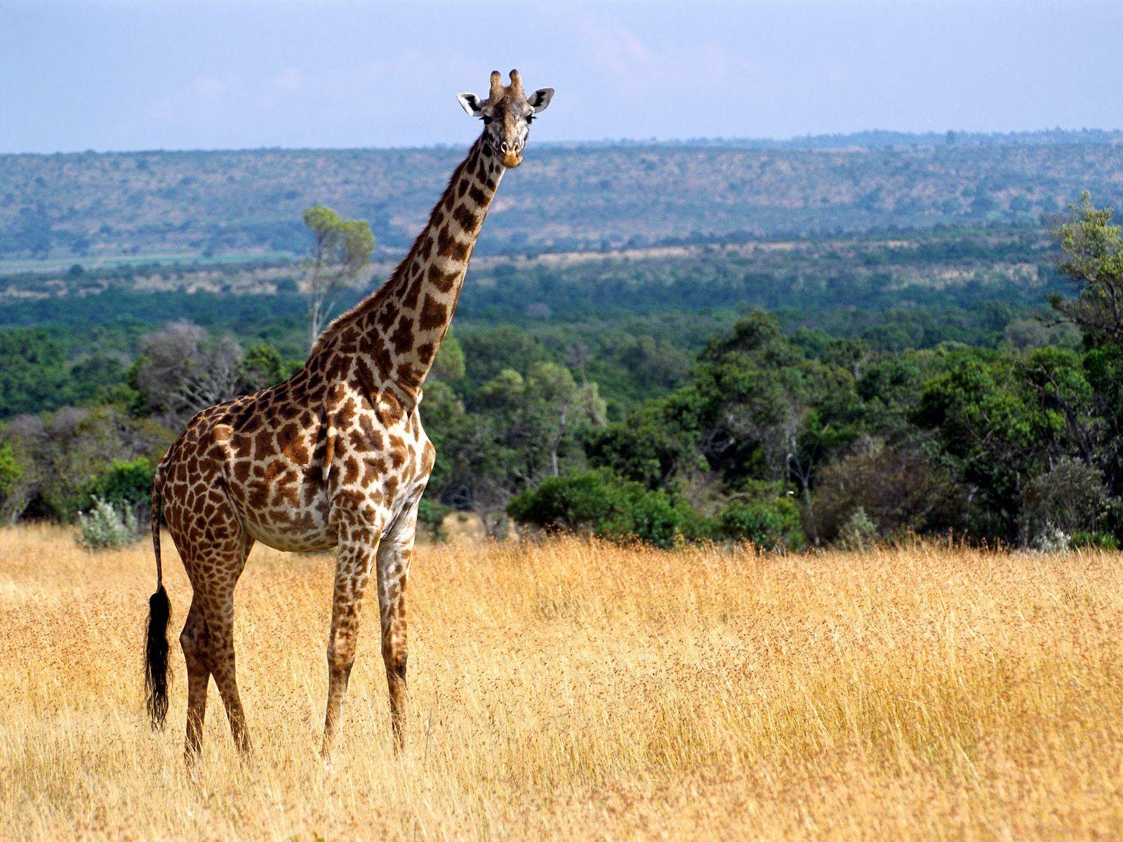 Masai Wallpapers Top Free Masai Backgrounds WallpaperAccess