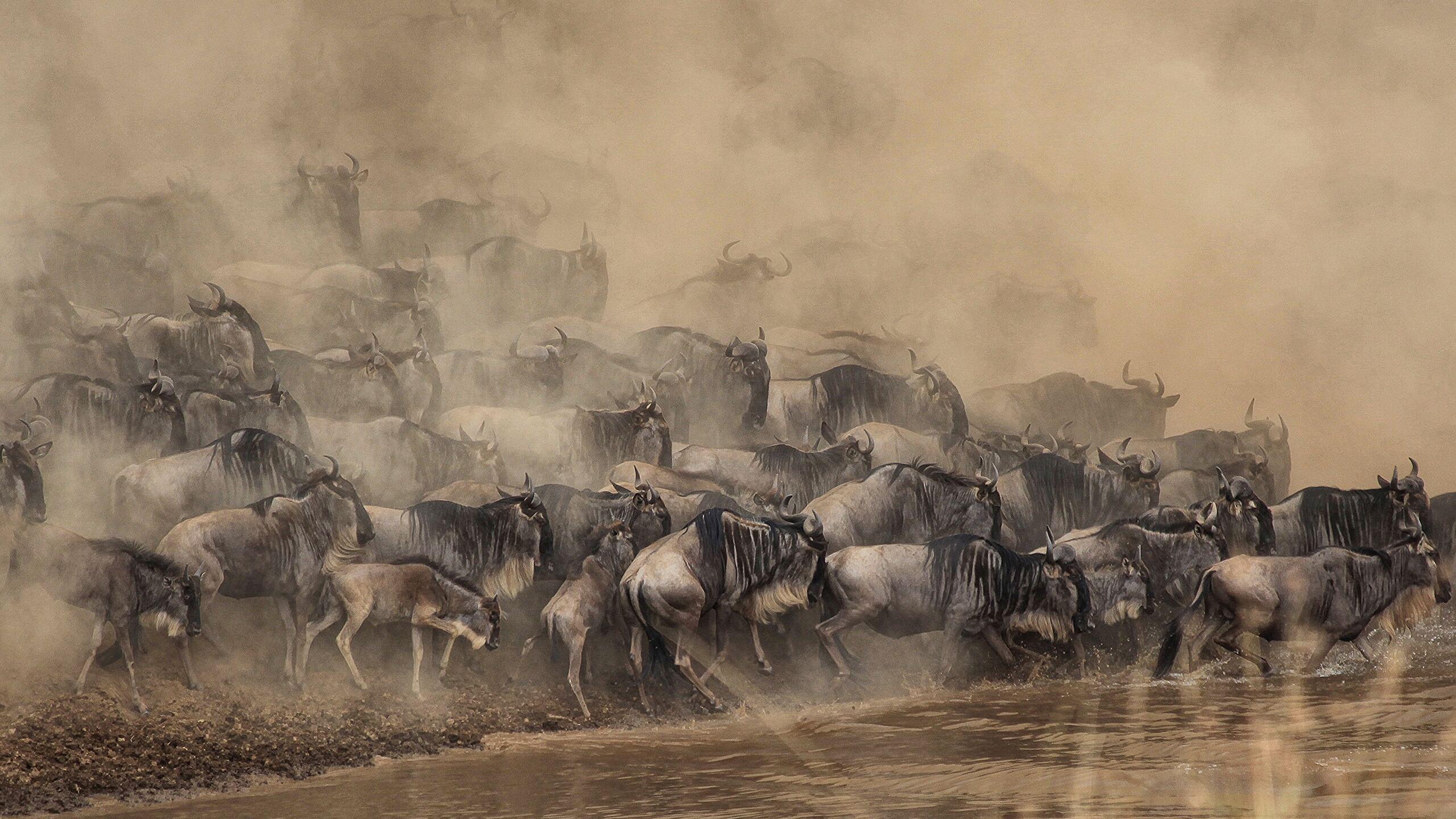 2560x1440 Wildebeest 4K wallpaper for your desktop or mobile screen free and easy to download