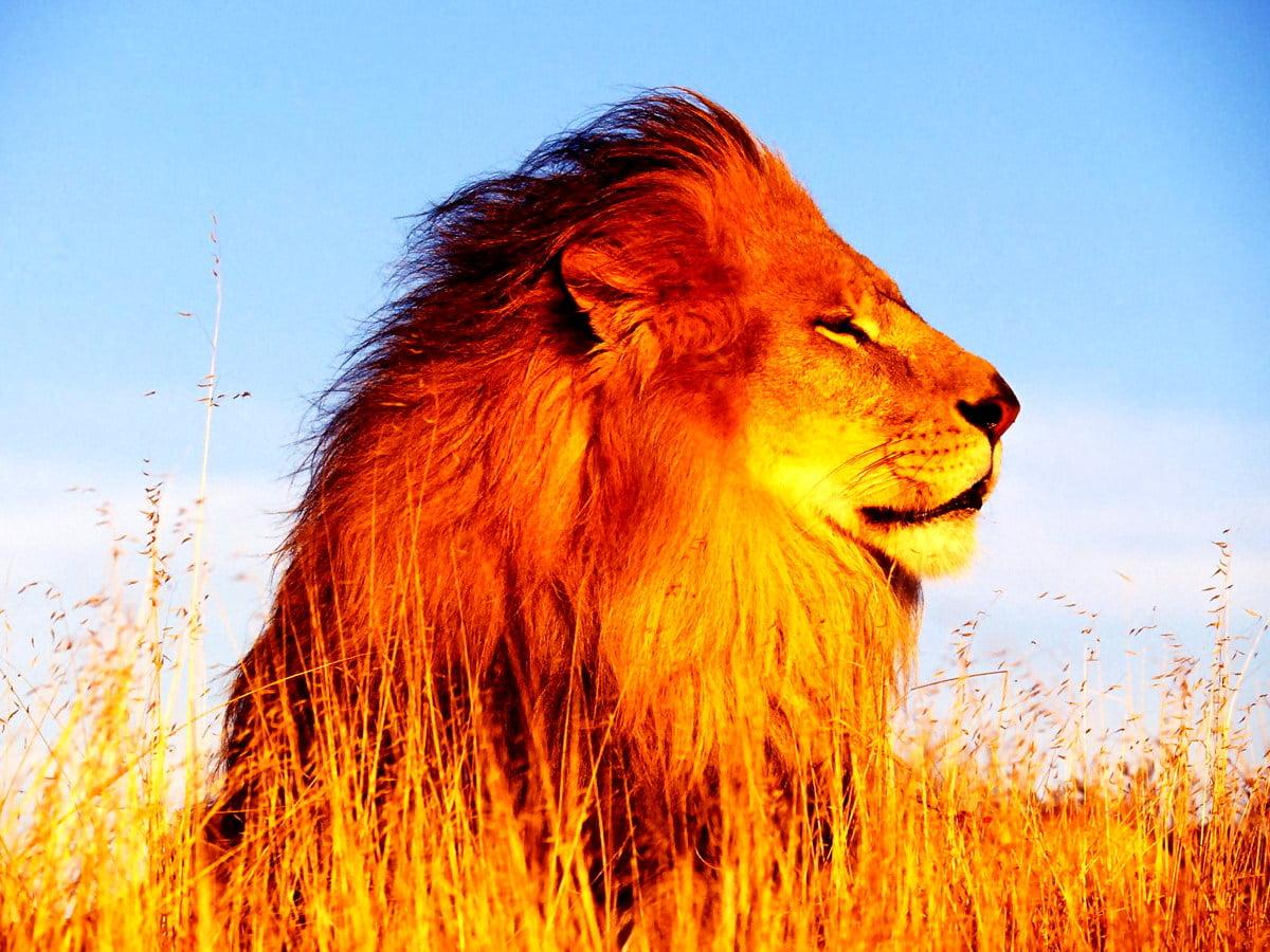 1200x900 Lion, Masai Lion, Wildlife wallpaper. Download TOP Free wallpaper