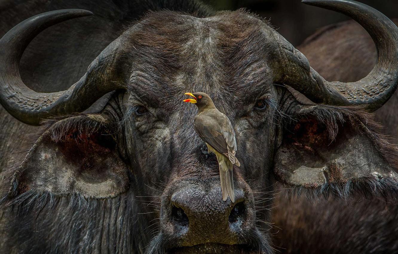 1332x850 Wallpaper Kenya, Masai Mara, African Buffalo, buff Starling, volclay image for desktop, section животные