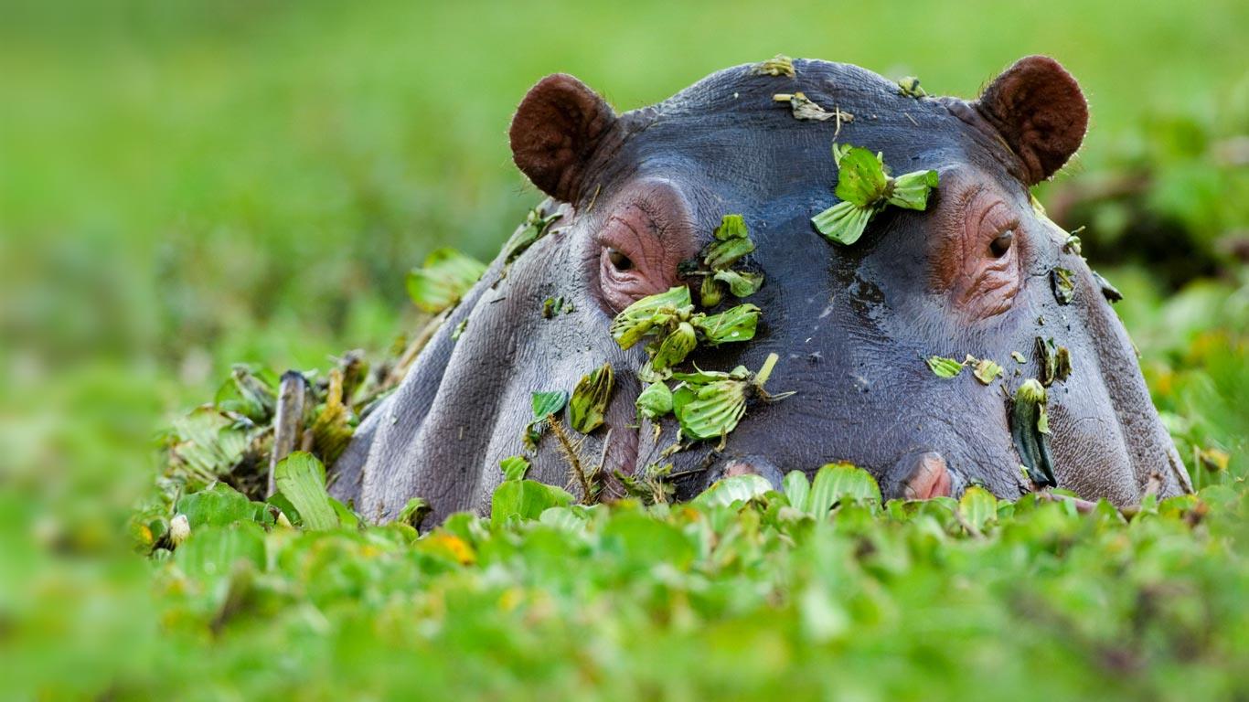 1366x768 Free download Bing Image Hippopotamus Kenya Hippopotamus Masai Mara National [1366x768] for your Desktop, Mobile & Tablet. Explore Hippo Wallpaper. Cute Hippo Wallpaper, Baby Hippo Wallpaper, Bing Hippo Wallpaper
